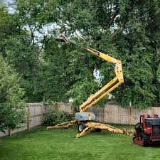 How Our Tree Care Process Works  in Lynchburg, OH